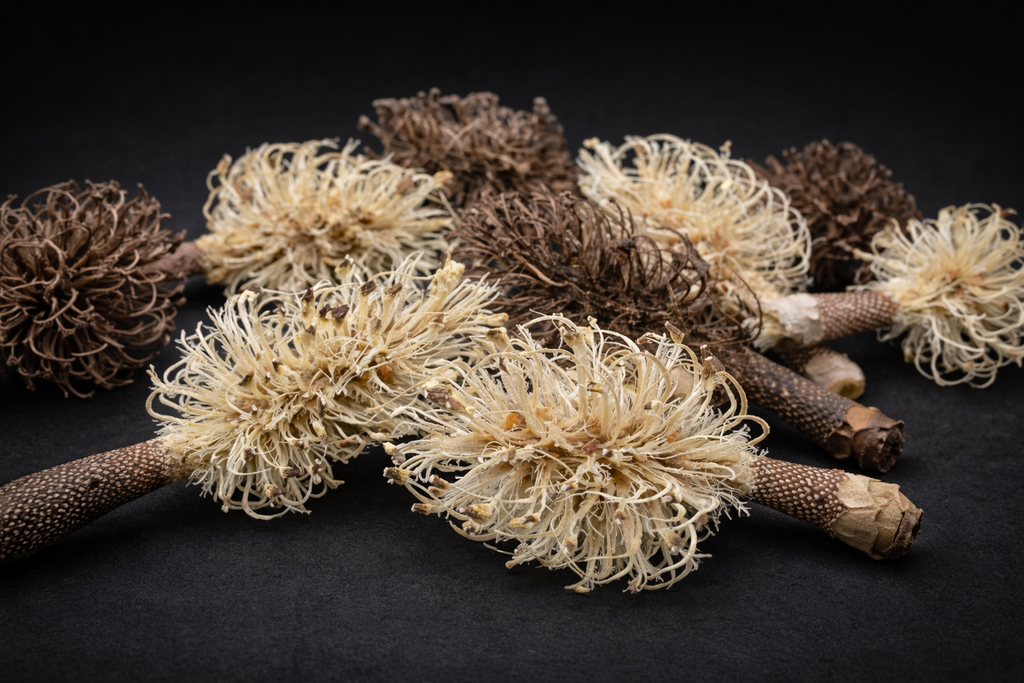 Magnolia Skeleton Pods • Natural & Bleached • 6 or 12 Count