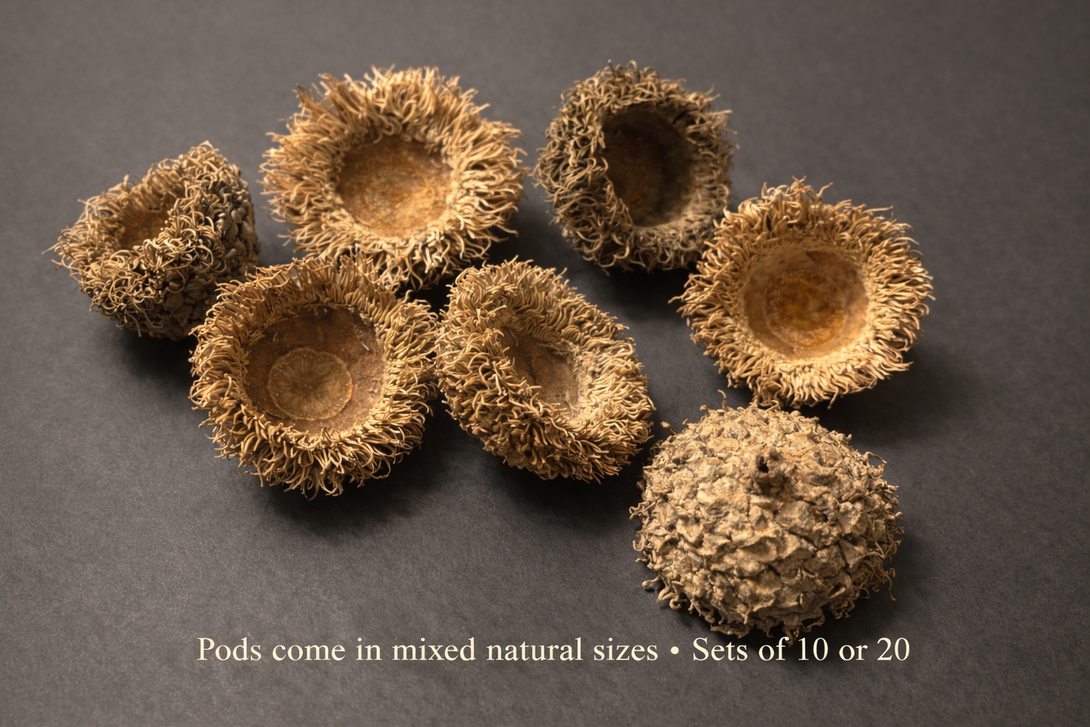 Large Burr Oak Acorns — Set of 6
