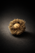 Large Burr Oak Acorns — Set of 6