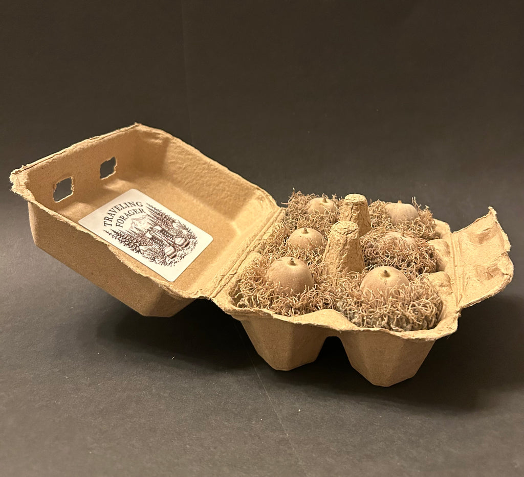 Large Burr Oak Acorns — Set of 6