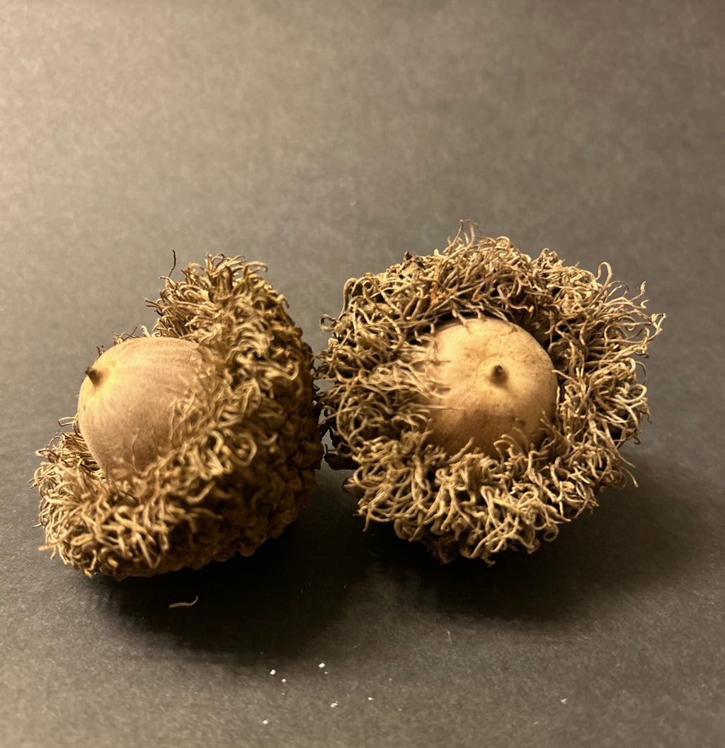 Large Burr Oak Acorns — Set of 6