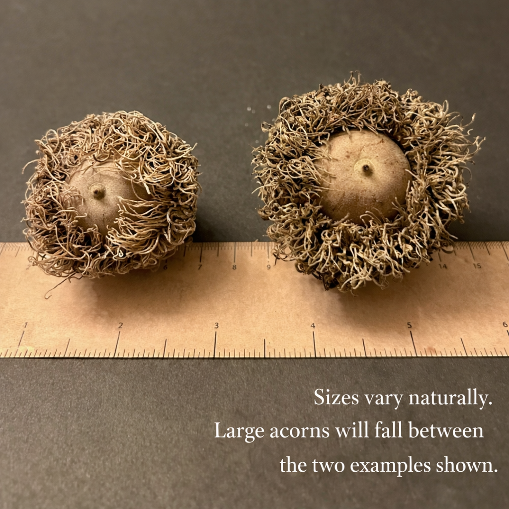 Large Burr Oak Acorns — Set of 6