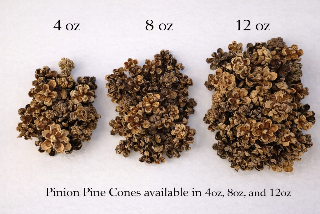 Pinyon Pine Cones — Wild Harvested Botanical