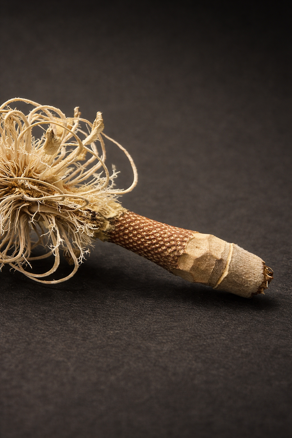 Magnolia Skeleton Pods • Natural & Bleached • 6 or 12 Count