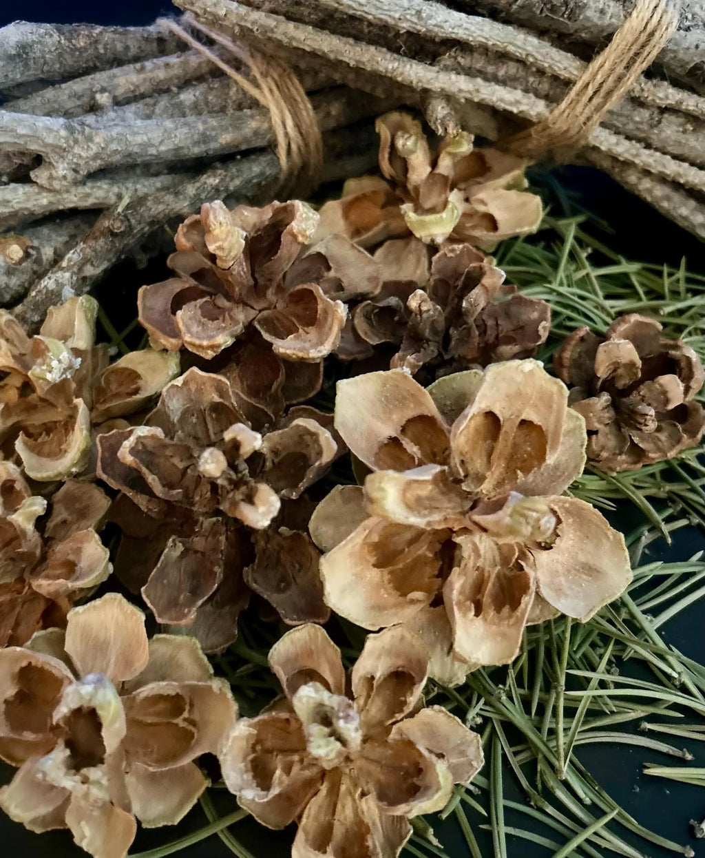 Pinyon Pine Cones — Wild Harvested Botanical