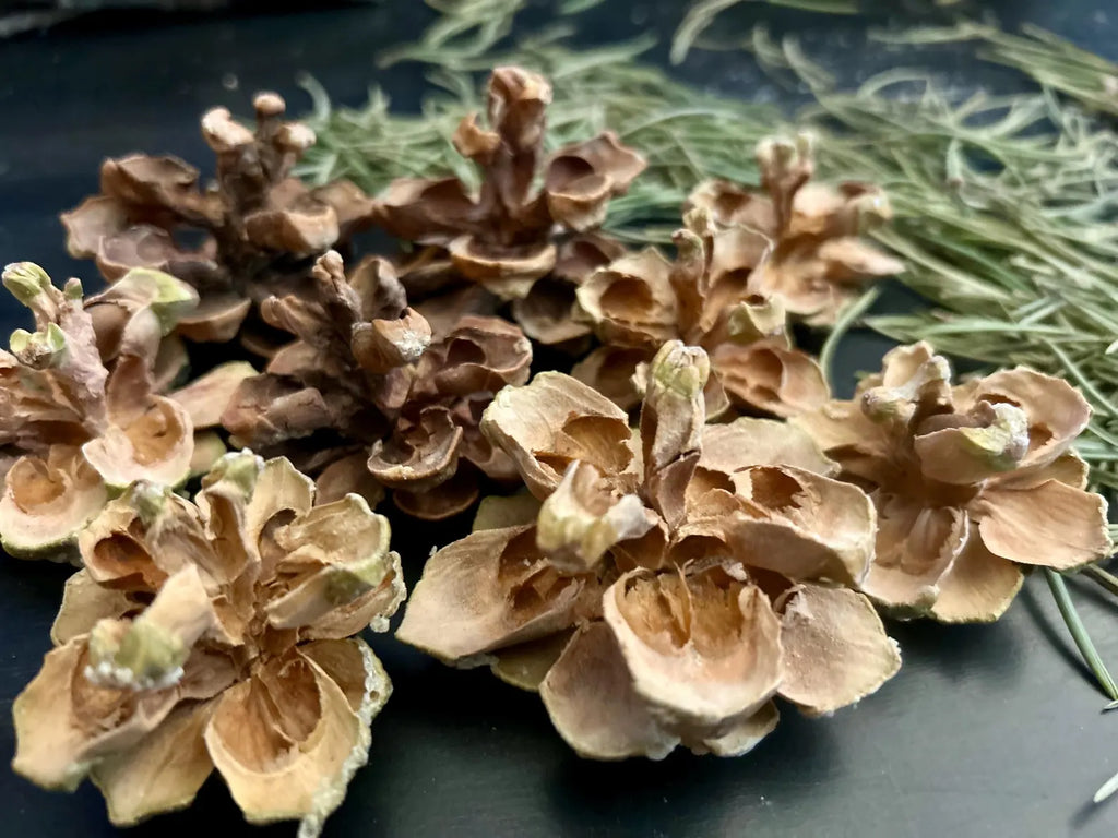 Pinyon Pine Cones — Wild Harvested Botanical