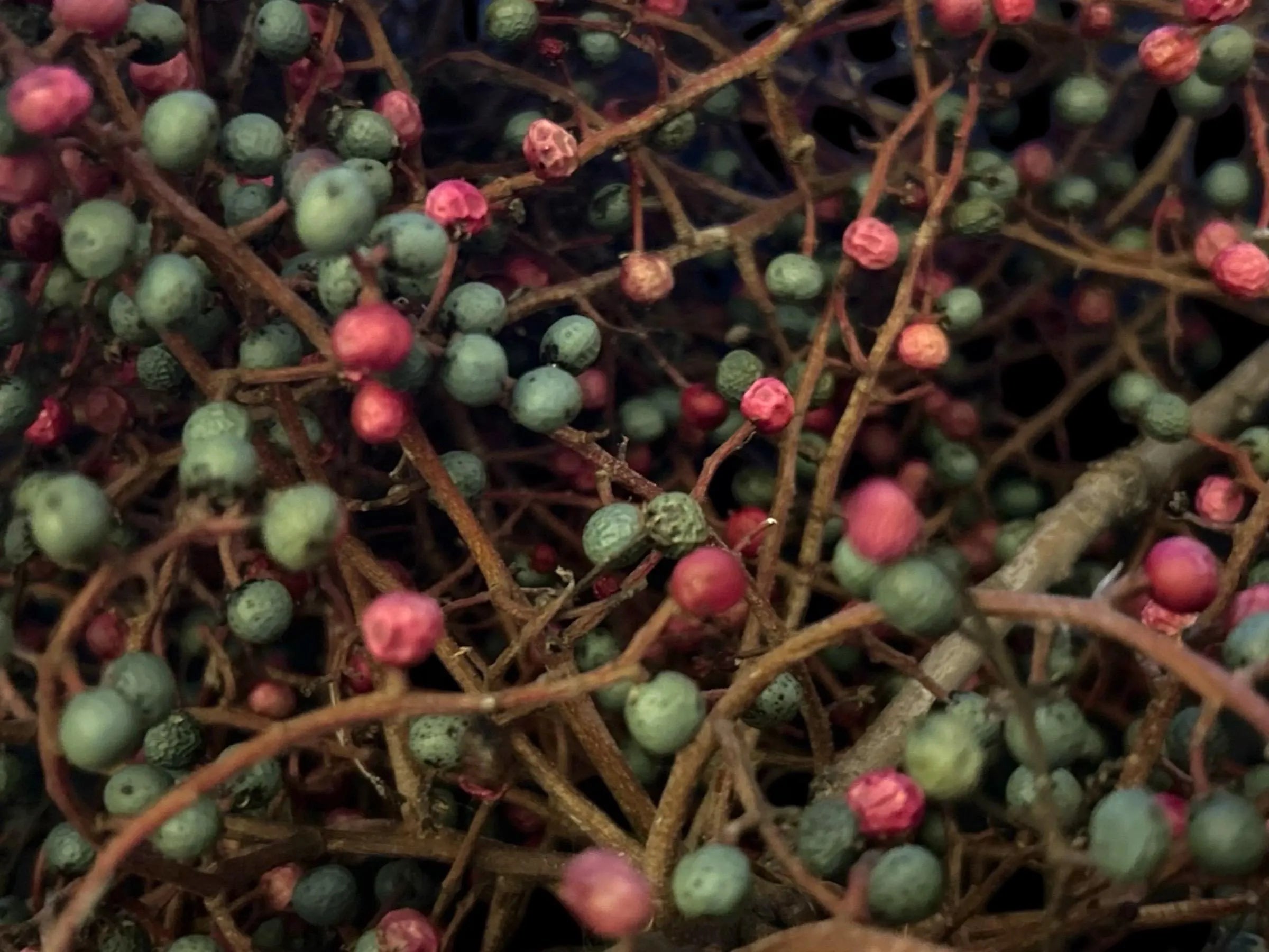 Chinese Pistache Berries